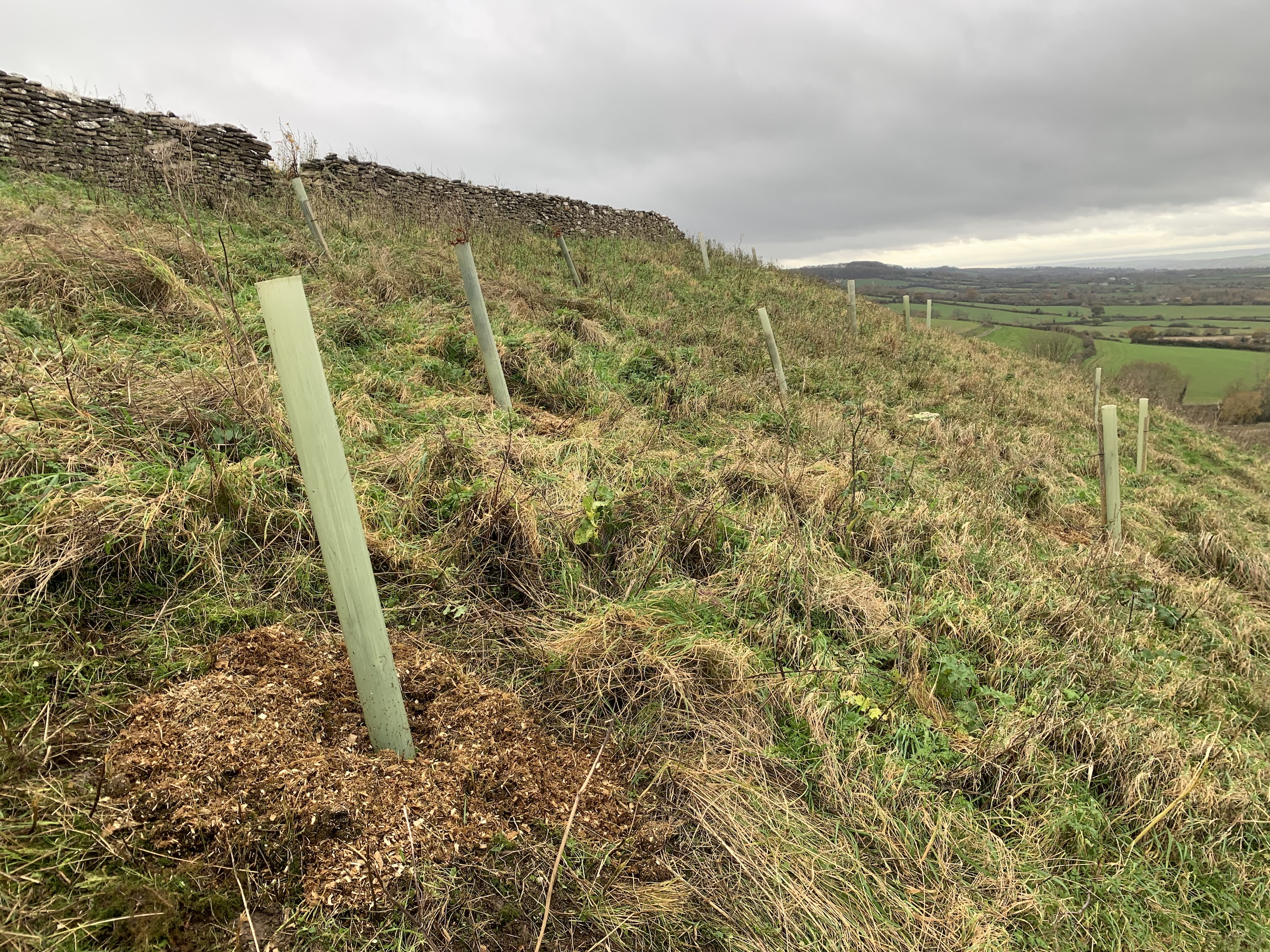 Trees planted on a field boundary covered with mulch